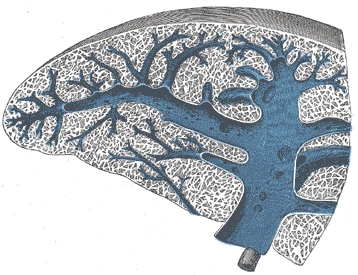 A spleen cut across, its injected veins branching through the spongy pulp, Gray's Anatomy, 1918, figure 1189