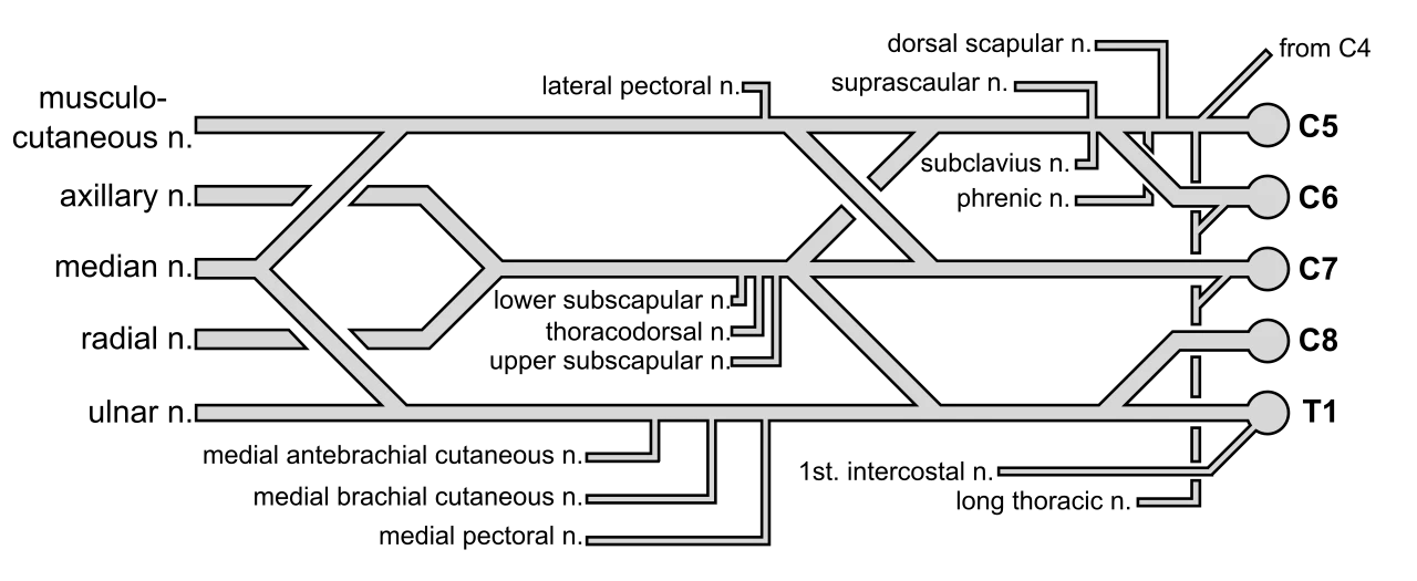 The brachial plexus from its roots, C5 to T1, on the right to its five end nerves on the left