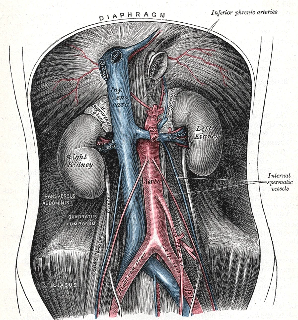 The abdominal aorta and the inferior vena cava, with the kidneys and the fork of the aorta into the common iliac arteries, Gray's Anatomy, 1918, figure 531