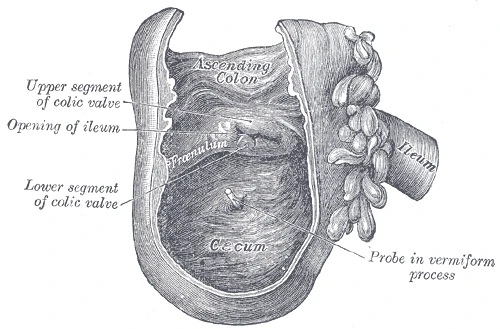 The cecum opened, showing the opening of the ileum with its valve and the opening of the appendix, Gray's Anatomy, 1918, figure 1075