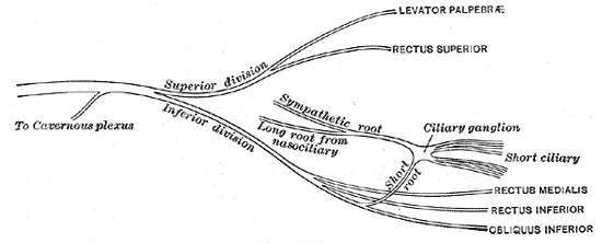 Plan of the oculomotor nerve: its two divisions reach the lid lifter, the superior, medial and inferior recti and the inferior oblique, and a short root joins the ciliary ganglion, Gray's Anatomy, 20th edition, 1918, figure 775