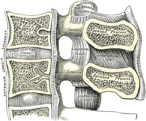 Ortadan kesilmiş iki bel omuru, gövdeleri arasındaki disk ve omurganın bağlarıyla, Gray’s Anatomy, 1918, şekil 301