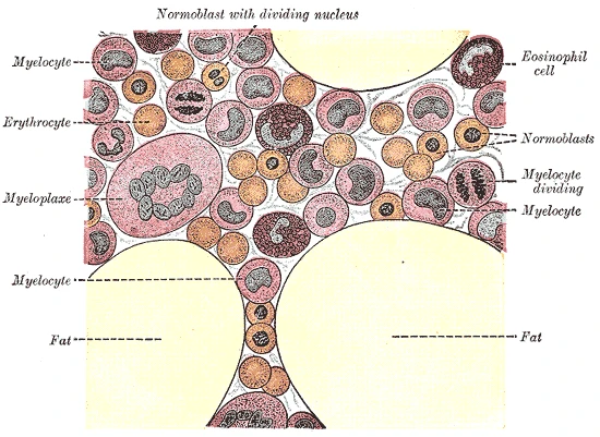 Red bone marrow, magnified: fat cells among the blood-forming cells, Gray's Anatomy, 1918, figure 72