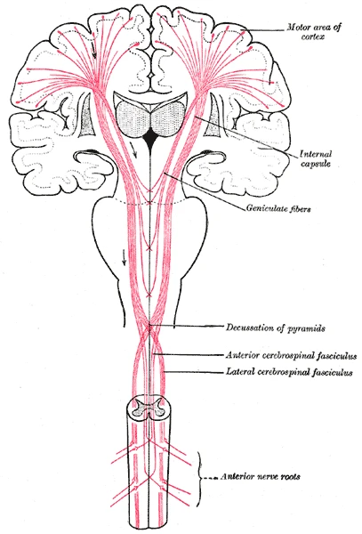 The motor tract: fibres from the motor cortex run through the internal capsule and cross at the decussation of the pyramids into the spinal cord, Gray's Anatomy, 20th edition, 1918, figure 764