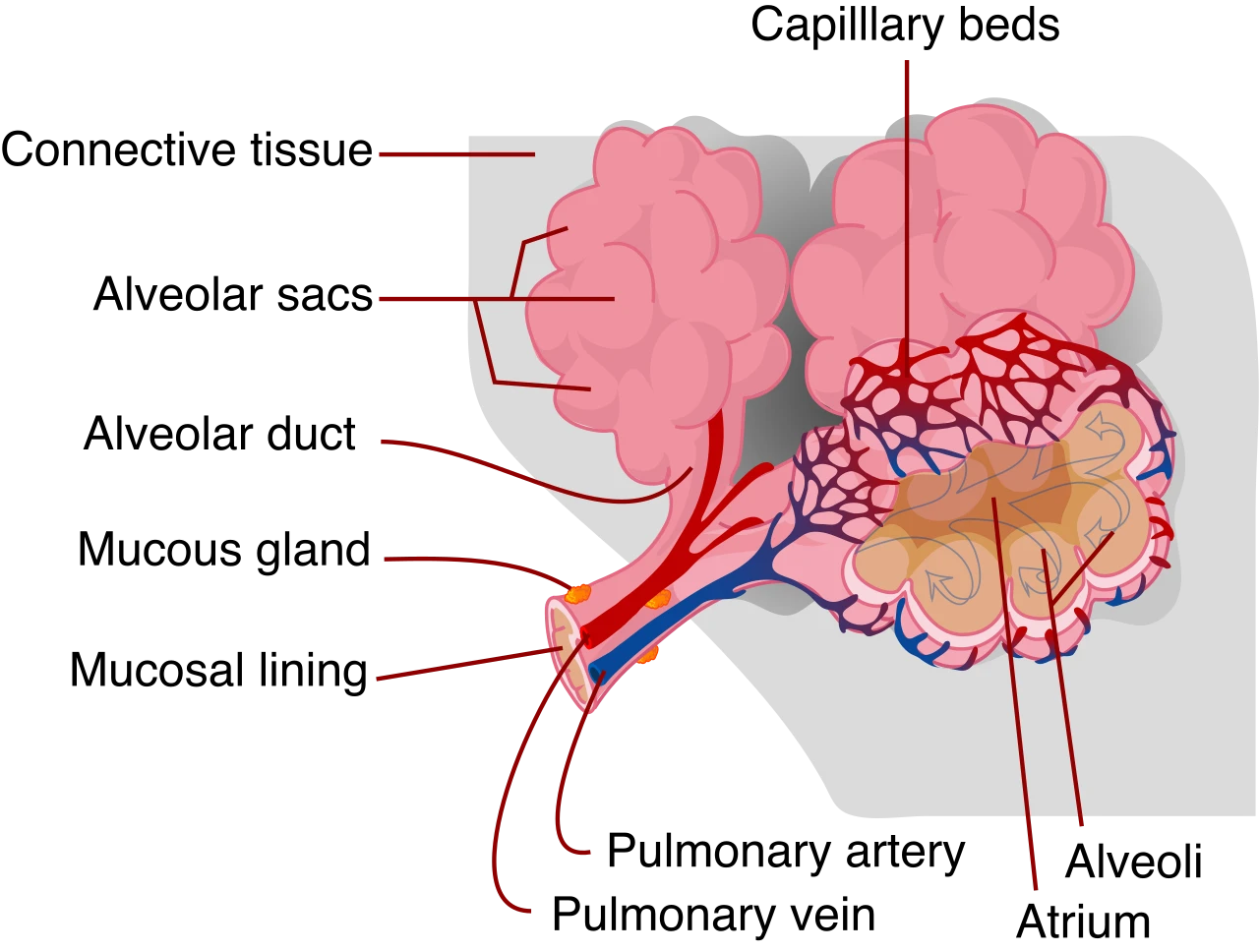 Alveoli at the end of an airway, wrapped in capillary beds that a branch of the pulmonary artery feeds and a branch of the pulmonary vein drains