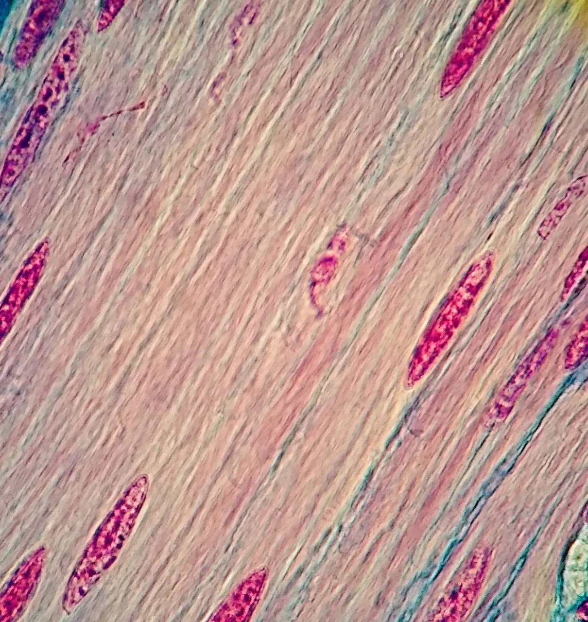 Smooth muscle under the light microscope at 400 times, its spindle-shaped cells each with one long nucleus