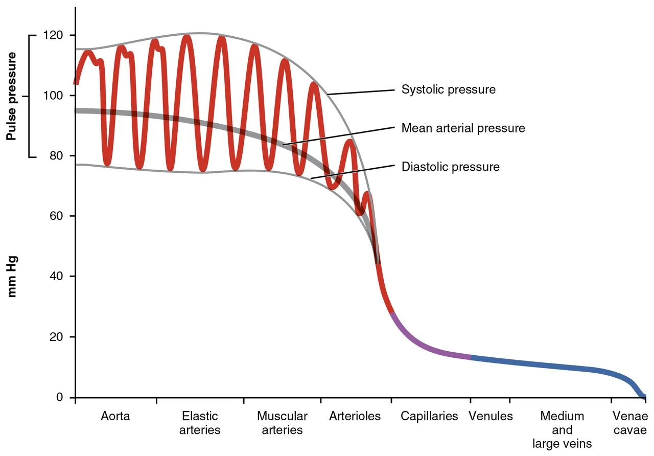 The blood pressure along the circulation, from the aorta through the arteries, arterioles, capillaries and veins to the venae cavae, OpenStax Anatomy and Physiology