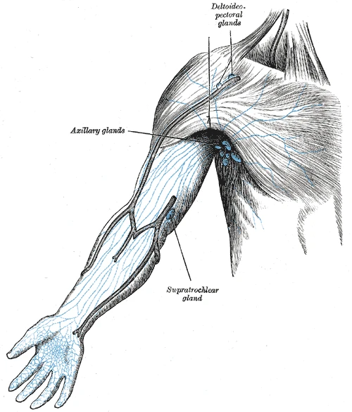 The superficial lymph vessels of the arm running up to the axillary nodes, with the supratrochlear node above the elbow, Gray's Anatomy, 1918, figure 606
