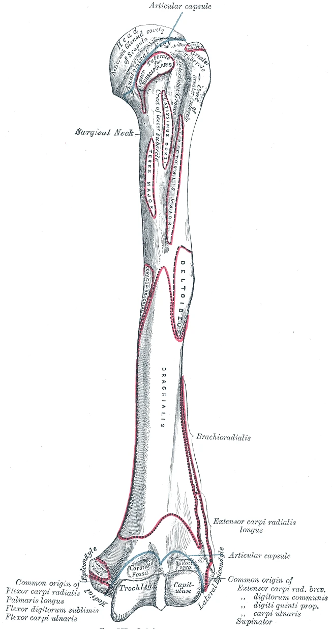 The left humerus from the front, Gray's Anatomy, 1918, figure 207