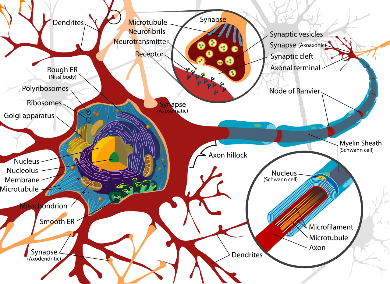 A neuron in detail: the axon wrapped in myelin with nodes of Ranvier, and a synapse with vesicles of transmitter at the cleft