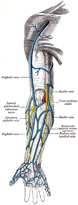 The superficial veins of the arm: the cephalic and basilic veins, joined in front of the elbow by the median cubital vein (vena mediana cubiti), Gray's Anatomy, 1918, figure 574
