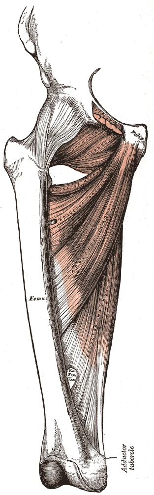 Deep muscles of the inner thigh, the adductor brevis and the adductor magnus with the obturator externus above them, Gray's Anatomy, 1918, figure 433