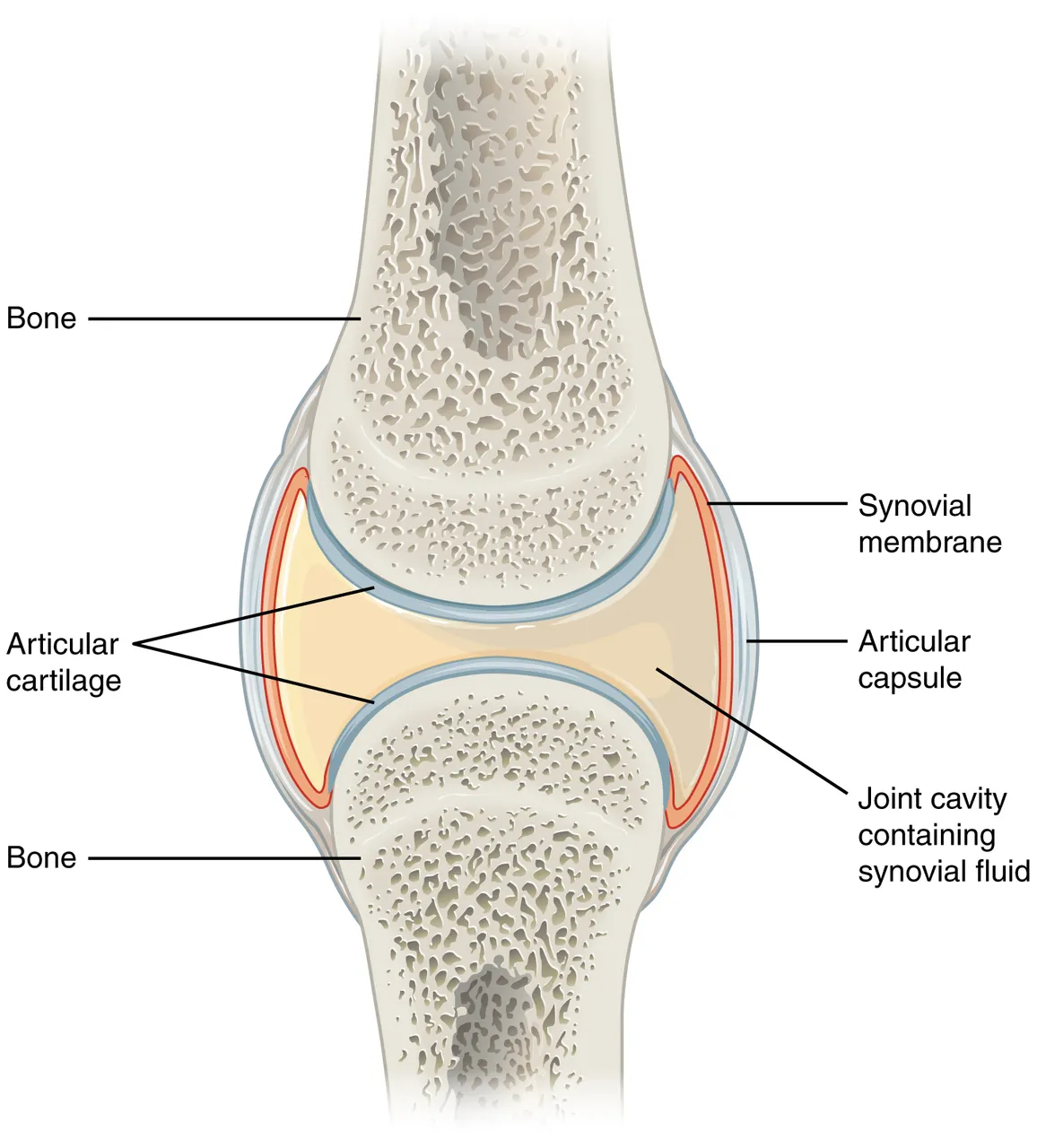 A synovial joint: articular cartilage on the bone ends, the joint cavity with synovial fluid, the synovial membrane and the capsule