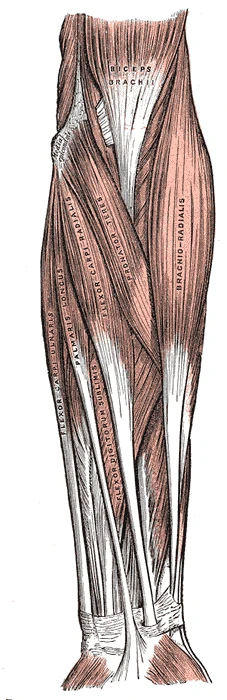 Sol önkolun ön yüzünün yüzeyel kasları, aralarında pronator teres, fleksör karpi radialis, palmaris longus, fleksör karpi ulnaris ve brakioradial kas, Gray’s Anatomy, 1918, şekil 414