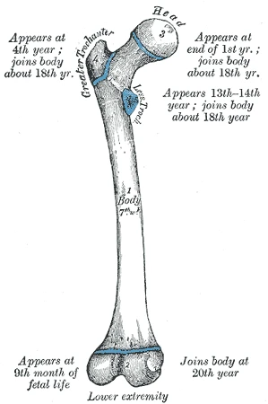 Uyluk kemiğinin beş kemikleşme merkezi, her birinin belirdiği ve gövdeyle kaynaştığı yaşlarla, Gray’s Anatomy, 1918, şekil 252
