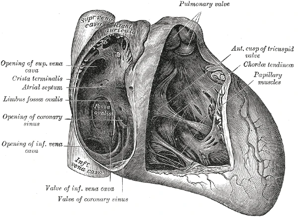 The right atrium and right ventricle opened: the fossa ovalis in the wall between the atria, and the papillary muscles and cords of the tricuspid valve, Gray's Anatomy, 1918, figure 493
