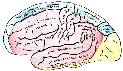 The outer surface of a cerebral hemisphere, coloured by the artery that feeds each area: anterior cerebral blue, middle cerebral pink, posterior cerebral yellow, Gray's Anatomy, 1918, figure 517
