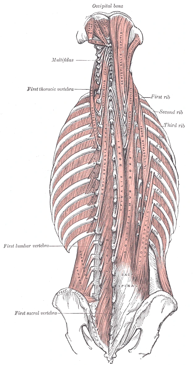 Deep muscles of the back, the iliocostalis, longissimus and spinalis of the erector spinae and the shorter muscles beneath them, Gray's Anatomy, 1918, figure 389