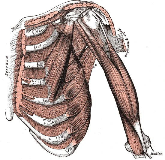 Göğsün ve kolun önünün derin kasları, kürek kemiğinden gelen bisepsin kısa ve uzun başı, küçük göğüs kası, ön dişli kas ve kaburgalar arası kaslar, Gray’s Anatomy, 1918, şekil 411