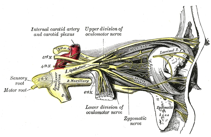 The nerves of the orbit and the ciliary ganglion, side view, Gray's Anatomy, 20th edition, 1918, figure 777