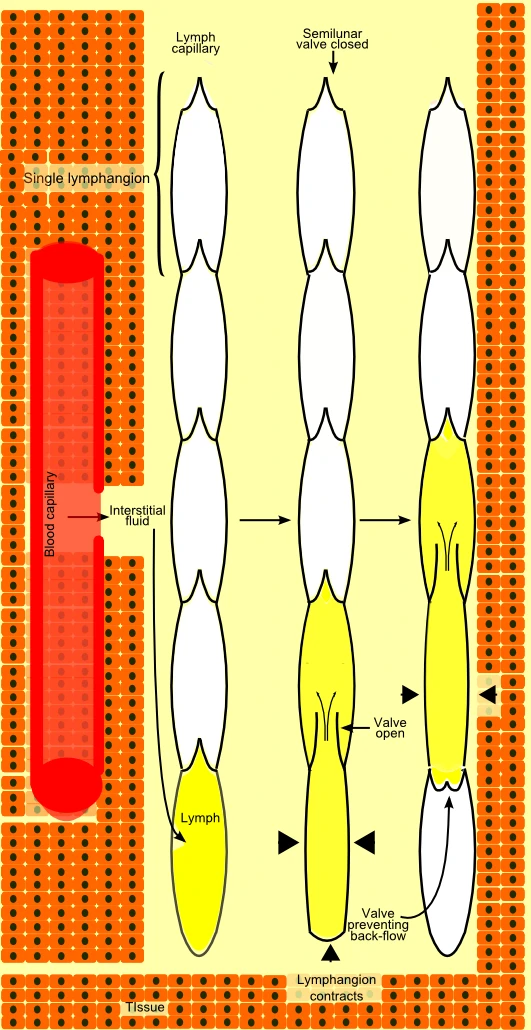 A lymph vessel as a chain of segments between valves: lymph fills a segment, the segment contracts, the valve ahead opens and the valve behind closes
