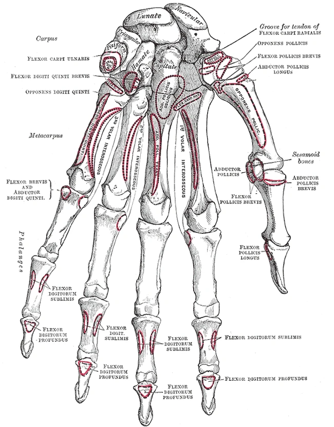 Avuç tarafından sol elin kemikleri, Gray’s Anatomy, 1918, şekil 219