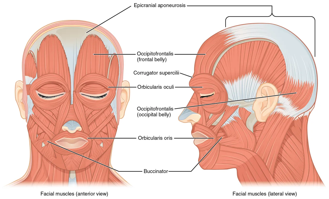 Önden ve yandan yüz ifadesi kasları, aralarında oksipitofrontal kasın alın karnı, göz çevresi ve ağız çevresi halka kasları, OpenStax Anatomy and Physiology