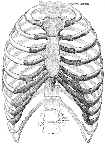 Önden göğüs kafesi, kaburga kıkırdakları koyu renkle, Gray’s Anatomy, 1918, şekil 112