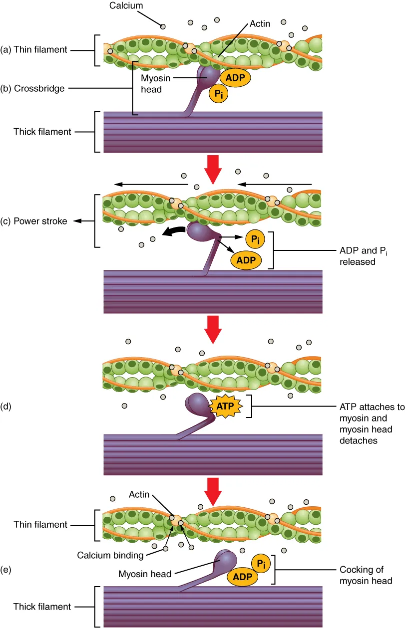 The cross-bridge cycle, in which a myosin head binds actin, pulls in the power stroke, lets go when ATP binds and is cocked again, OpenStax Anatomy and Physiology