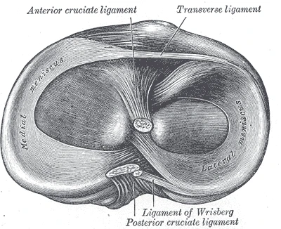 The top of the right tibia from above, with the medial and lateral menisci and the ends of the cruciate ligaments, Gray's Anatomy, 1918, figure 349