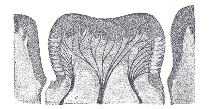 A vallate papilla of the tongue cut through, with its taste buds and nerves, Gray's Anatomy, 1918, figure 1015