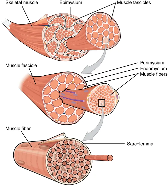 Kat kat açılmış bir iskelet kası, kası saran epimizyumdan perimizyum içindeki demetlere ve endomizyum içindeki liflere, OpenStax Anatomy and Physiology