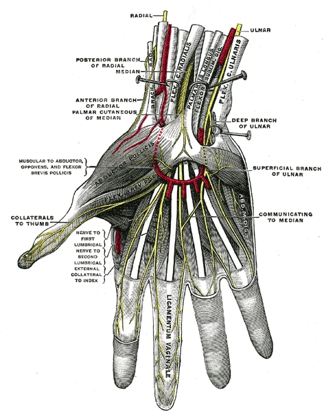 The nerves of the palm: the median nerve and its branches to the thumb side, the ulnar nerve to the little finger side, Gray's Anatomy, 20th edition, 1918, figure 815