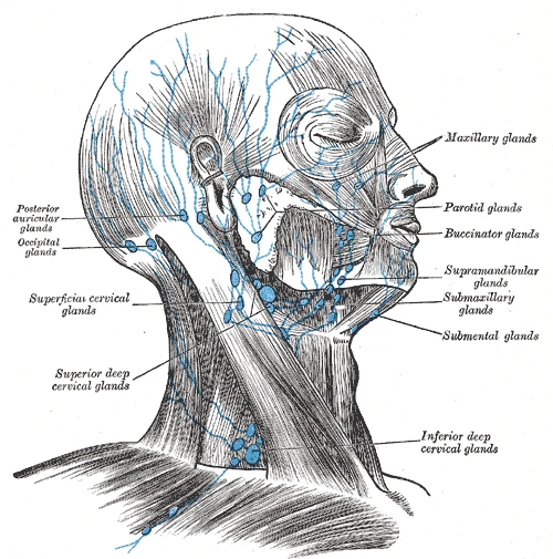The superficial lymph nodes and vessels of the head and neck, with the superior and inferior deep cervical nodes, Gray's Anatomy, 1918, figure 602