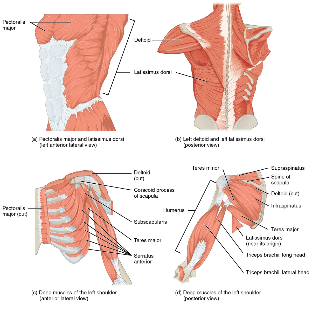 Kol kemiğini hareket ettiren kaslar, büyük göğüs kası, geniş sırt kası ve deltoidden kürek kemiğinin derin kaslarına, OpenStax Anatomy and Physiology