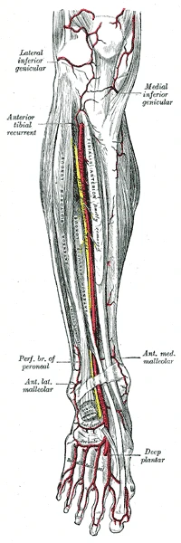 The front of the leg and foot: the anterior tibial artery running down to become the dorsalis pedis on the top of the foot, Gray's Anatomy, 1918, figure 553