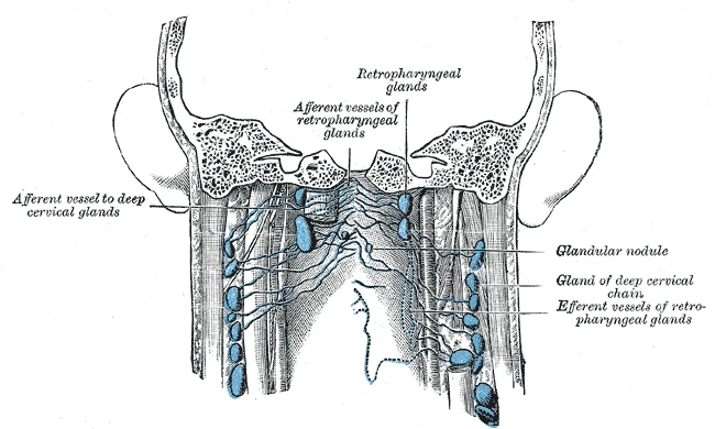 The lymph vessels of the pharynx seen from behind, running to the retropharyngeal nodes and the chain of deep cervical nodes, Gray's Anatomy, 1918, figure 603