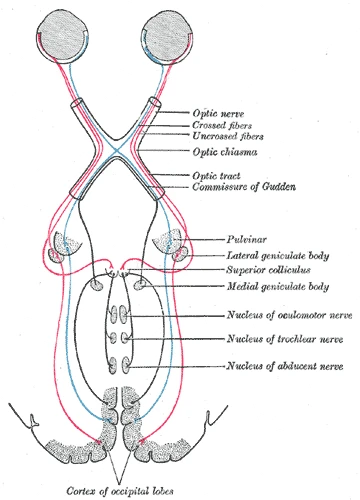 The visual pathway: fibres from the inner half of each retina cross in the optic chiasma and reach the cortex of the occipital lobes through the lateral geniculate bodies, Gray's Anatomy, 20th edition, 1918, figure 722
