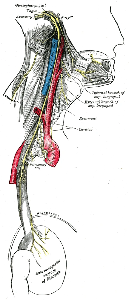 Course of the glossopharyngeal, vagus and accessory nerves: the vagus runs down the neck beside the carotid artery and jugular vein, past the heart and lungs to the stomach, Gray's Anatomy, 20th edition, 1918, figure 793