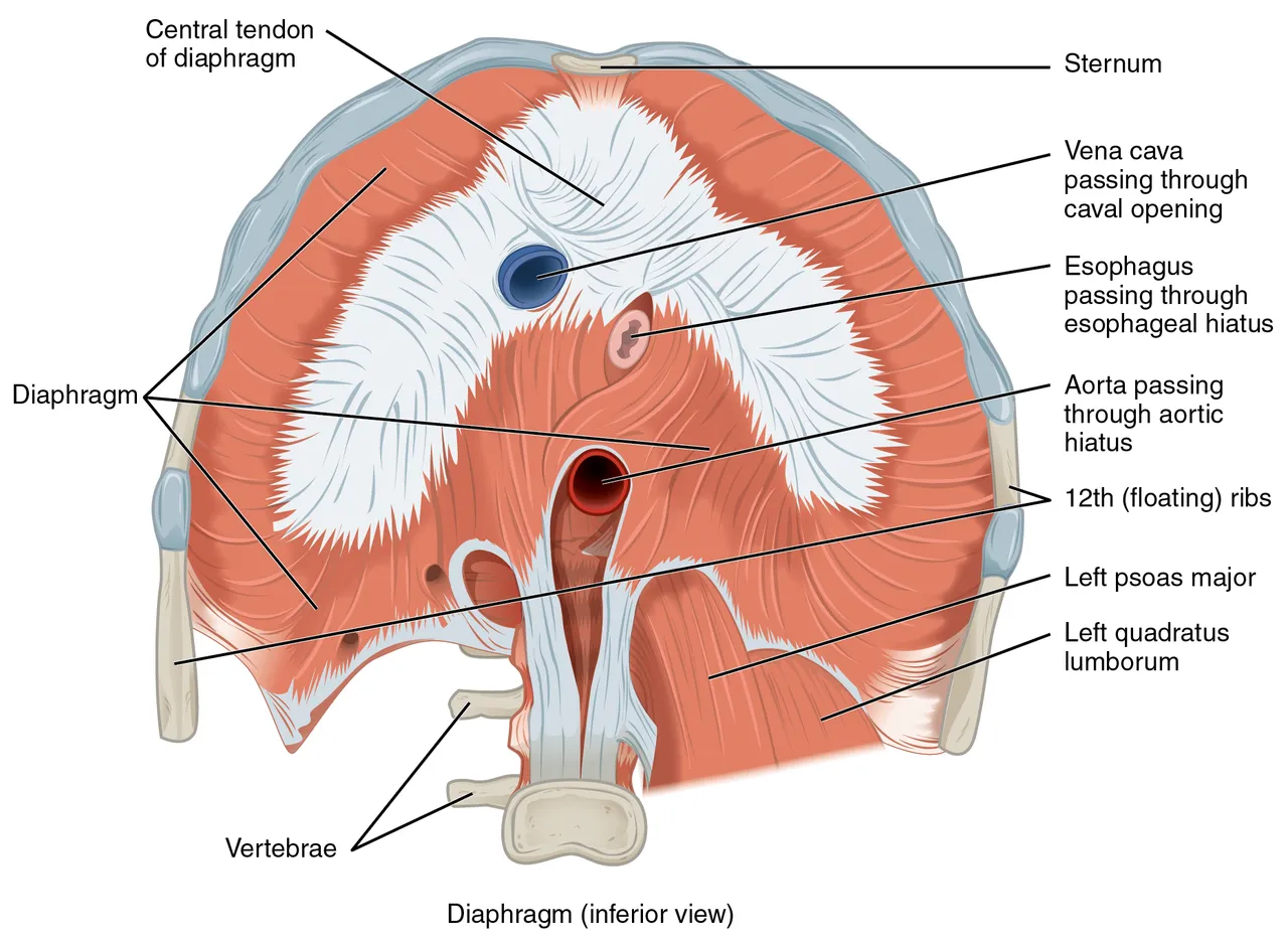 The diaphragm from below, with the esophagus passing through its hiatus, OpenStax Anatomy and Physiology
