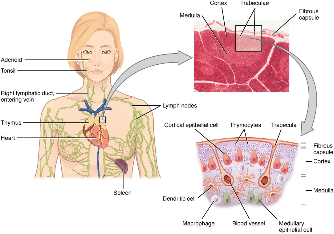 The thymus behind the breastbone, a micrograph of its cortex and medulla, and a diagram of the young T cells among the epithelial cells, OpenStax, Anatomy and Physiology