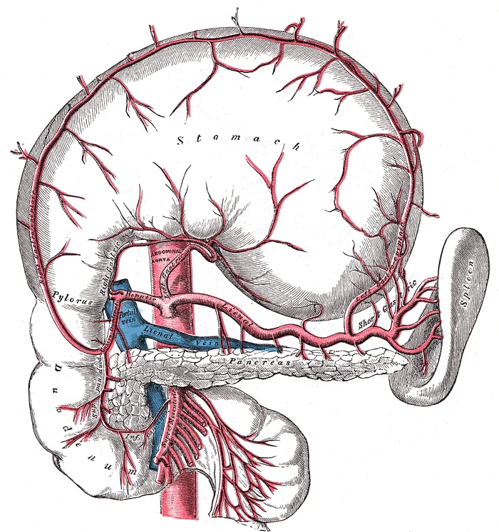The celiac artery and its branches, the stomach raised, Gray's Anatomy, 1918, figure 533