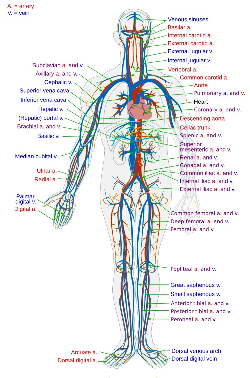 The main arteries and veins of the body from the front