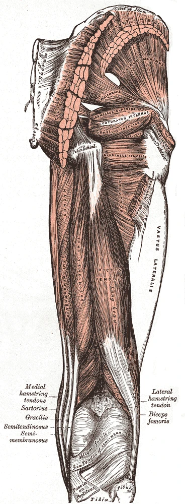 Kalçanın ve uyluğun arkasının kasları, alttaki derin kaslar görünsün diye kesilmiş büyük ve orta kalça kasları, aşağıda arka uyluk kasları, Gray’s Anatomy, 1918, şekil 434