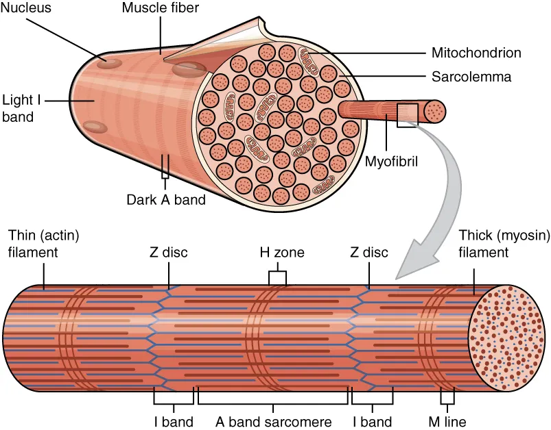 Miyofibrillerle dolu bir kas lifi ve sarkomerleri, Z diskleri, açık I bantları ve koyu A bantlarıyla tek bir miyofibril, OpenStax Anatomy and Physiology