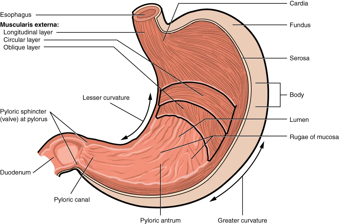 The stomach opened, showing its folds and its three layers of muscle, OpenStax Anatomy and Physiology
