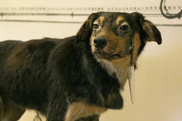 One of Pavlov's dogs, preserved at the Pavlov Museum in Ryazan, with the tube and container that collected its saliva