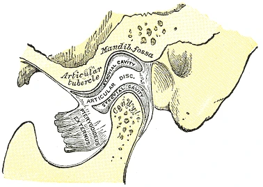 Kesilmiş çene eklemi: eklem diski kondil ile çukuru arasında durur, önde eklem tümseği bulunur, Gray’s Anatomy, 1918, şekil 311