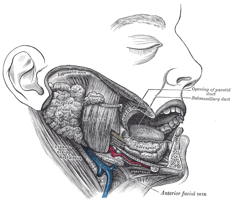 The salivary glands of the right side: the parotid, the submandibular (labelled submaxillary) and the sublingual, Gray's Anatomy, 1918, figure 1024