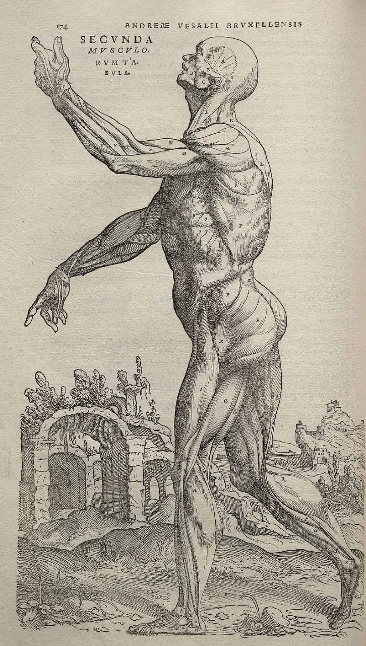 Vesalius’un De humani corporis fabrica kitabındaki ikinci kas levhası, 1543, derisi kaldırılmış, yandan görülen bir adam